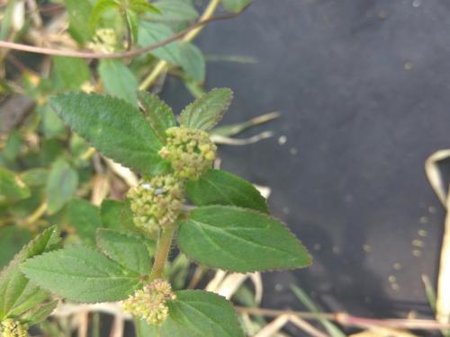 飛揚草 飛揚草