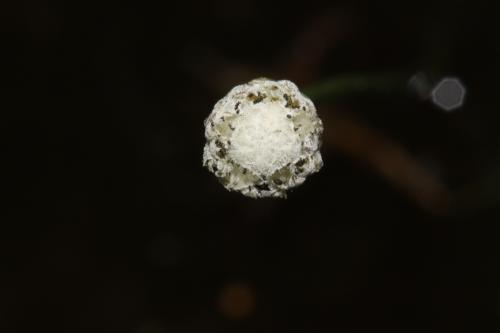 連萼穀精草-Eriocaulaceae榖精草科-榖精草屬-Eriocaulon buergerianum-20090815宜蘭-草埤-單子葉-IMG_8401