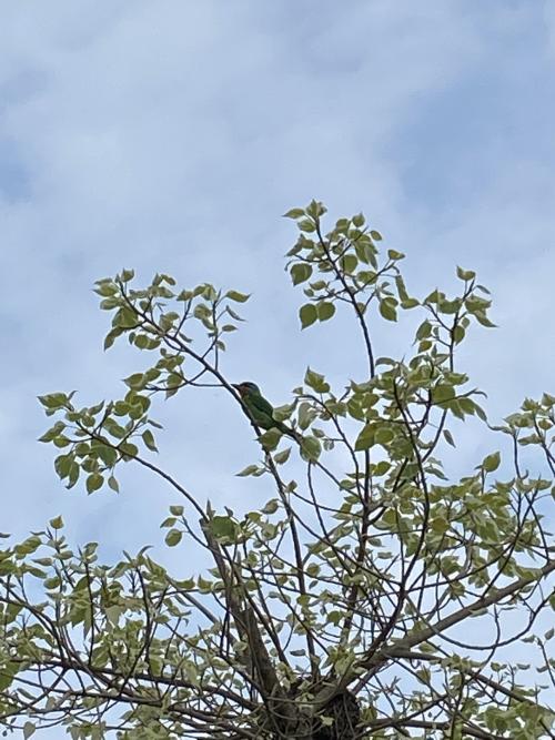 五色鳥 五色鳥