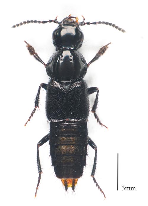 Quedius_(Microsaurus)_beesoni