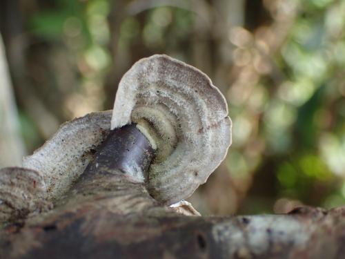 Trametes villosa(長絨毛栓菌)