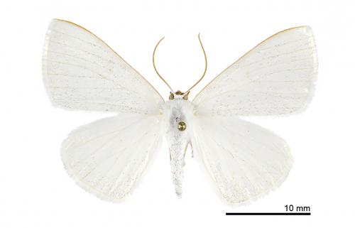 Lomographa siyuanensis_male_Siyuanyakou_15-IV-2013_SWu