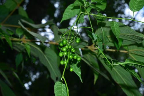 玉山茄 玉山茄