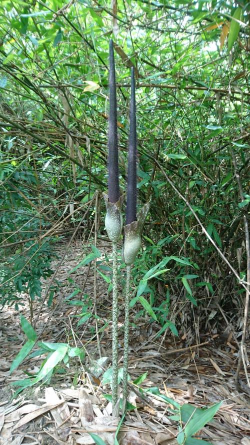 密毛魔芋 密毛魔芋