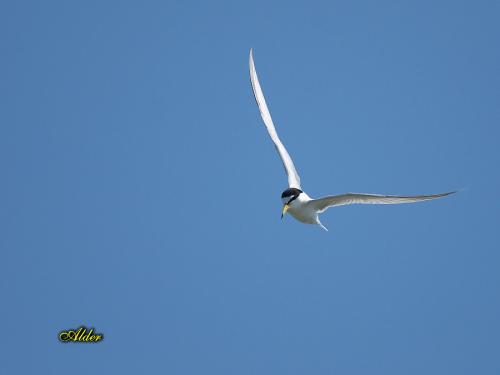 20090728_380178_Little_Tern_7001.jpg