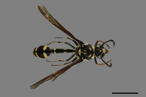 Phimenes flavopictus formosanus[虎蜾嬴][00101469]