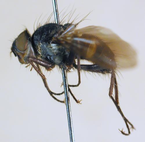 Dexopollenia maculata lateral