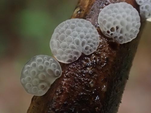 日本膠孔菌