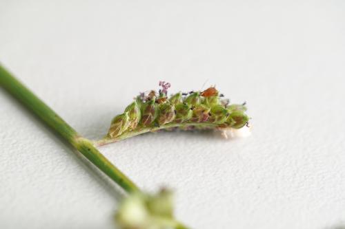 芒稷 (光頭稗)
