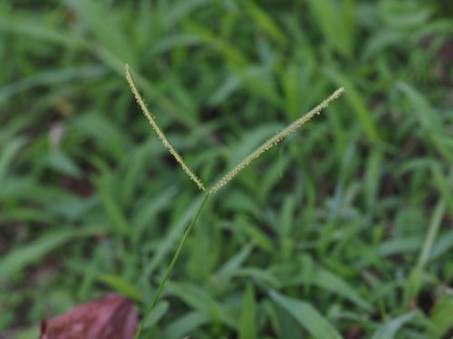 兩耳草 兩耳草