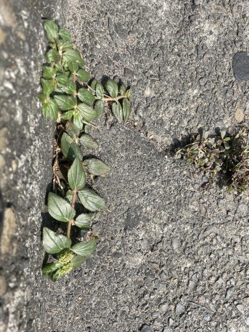 飛揚草