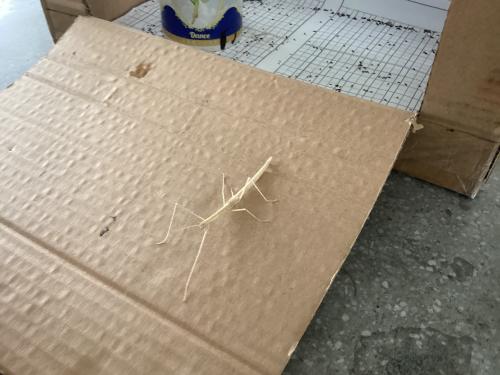 棉桿竹節蟲 棉桿竹節蟲