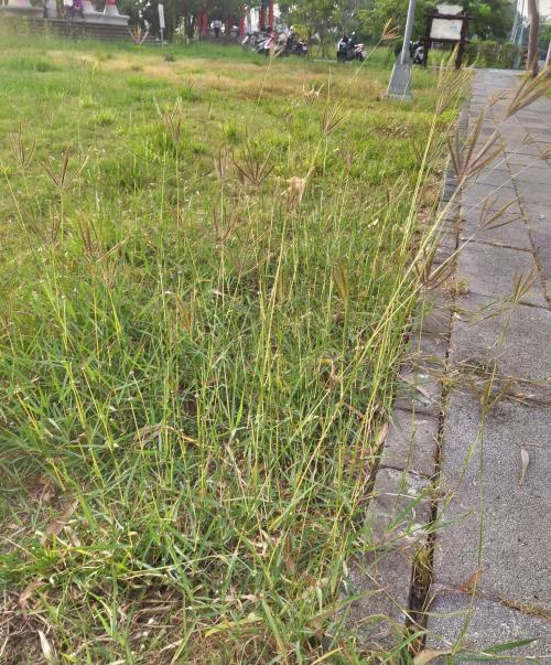 雙花草 雙花草