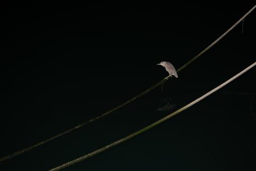 夜鷺 夜鷺