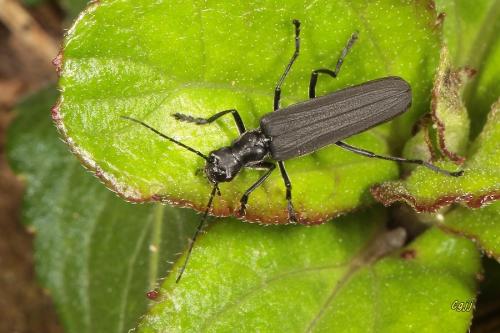 Lycocerus atroopacus 暗黑異菊虎 Lycocerus atroopacus 暗黑異菊虎