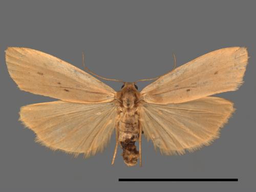 Pelosia muscerda tetrasticta[六點苔蛾][00056711]