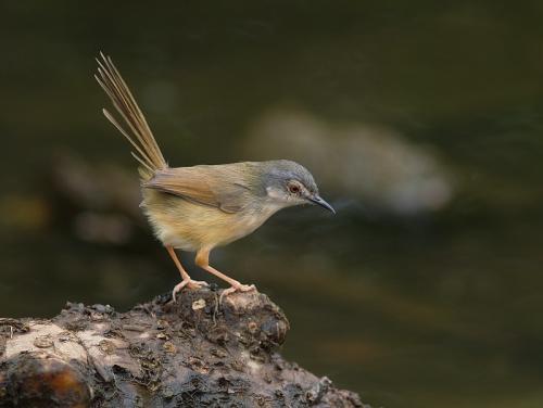 20090729_380315_Yellow-bellied_Prinia_P3130003.jpg 20090729_380315_Yellow-bellied_Prinia_P3130003.jpg