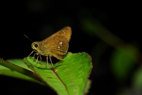 20090929_345491_Polytremis eltola tappana_a.jpg