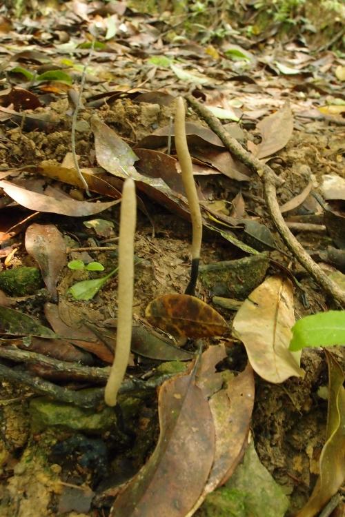 Xylaria melanaxis(黑軸炭角菌)