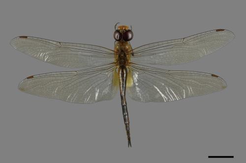 Pantala flavescens[薄翅蜻蜓][00087787]