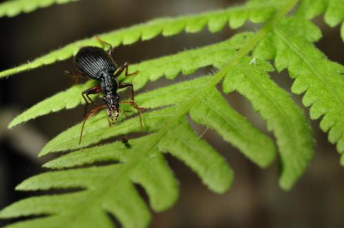 Drypta formosana_20140419_苗栗南庄 Drypta formosana_20140419_苗栗南庄