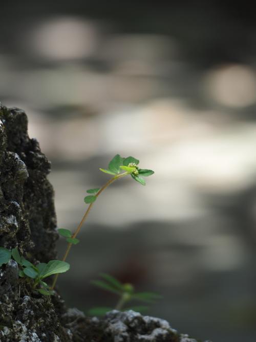 飛揚草 飛揚草
