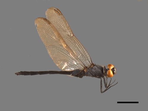Orthetrum luzonicum[呂宋蜻蜓][00103488]