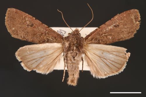 Peridroma saucia[雜色夜蛾][00000755]