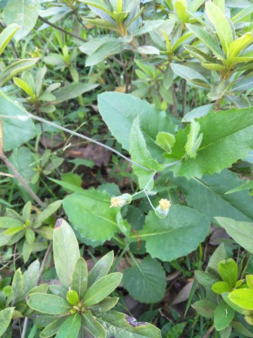 粉黃纓絨花