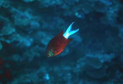 Chromis xanthura@fishdb-media-8506 Chromis xanthura@fishdb-media-8506