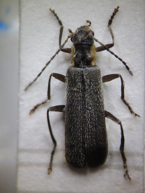 Lycocerus nigripennis (Pic, 1938) Lycocerus nigripennis (Pic, 1938)