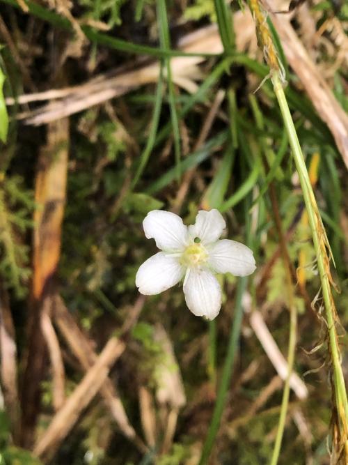 梅花草