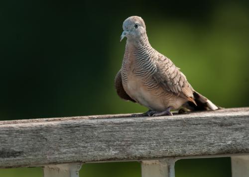 斑馬鳩