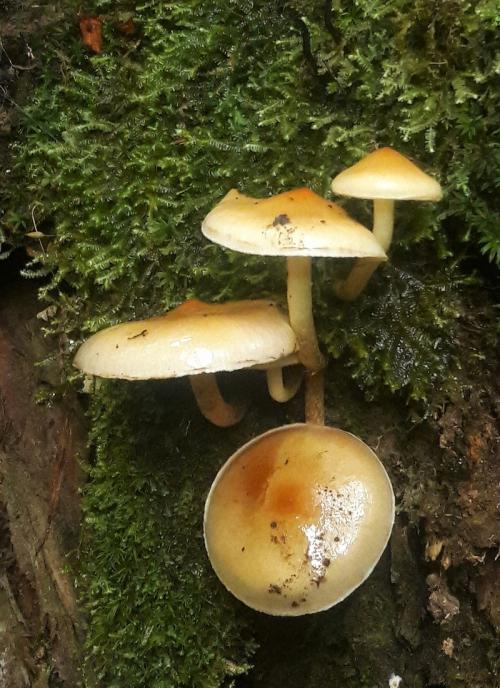 Pholiota spumosa(黃褐環銹傘) Pholiota spumosa(黃褐環銹傘)