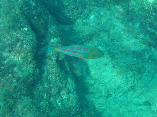 三葉錦魚 三葉錦魚