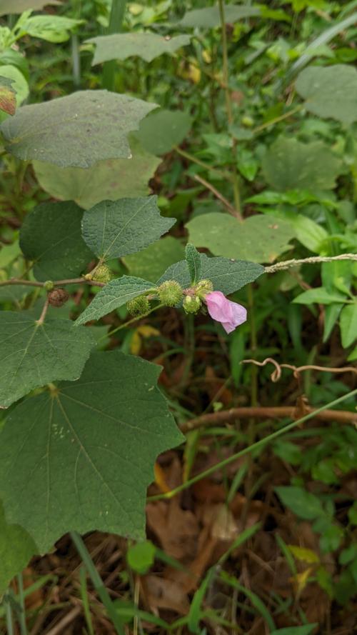 地桃花 (肖梵天花)