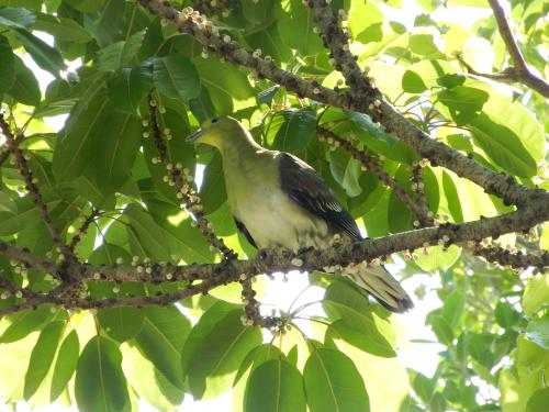 綠鳩 綠鳩