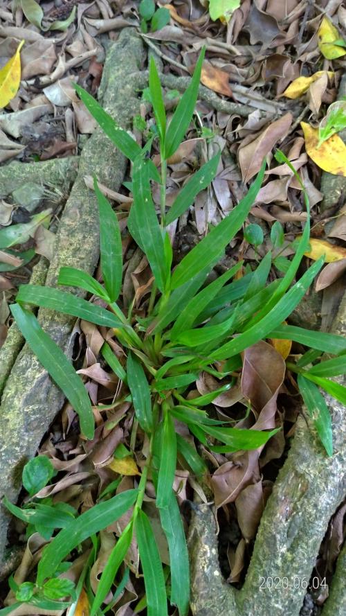 兩耳草 兩耳草