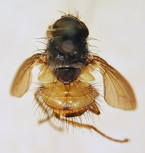 Dexopollenia flava dorsal Dexopollenia flava dorsal