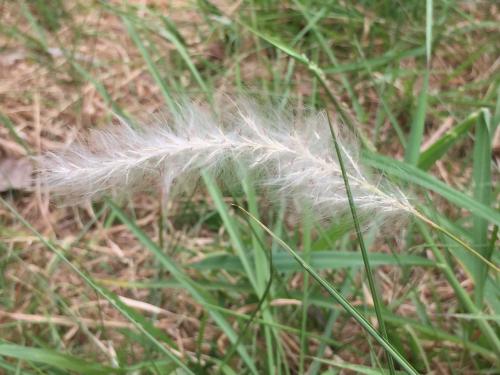 白茅 (茅針 茅根 茅草)