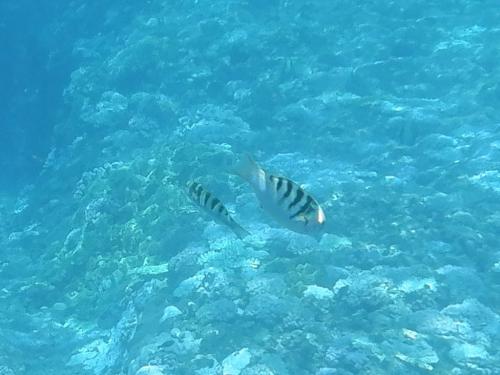 哈氏錦魚 哈氏錦魚