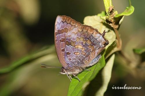 L05-7 燕尾紫灰蝶