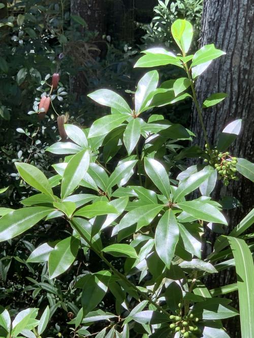 茵芋