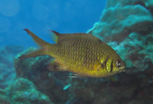 Chromis weberi@fishdb-media-3725 Chromis weberi@fishdb-media-3725