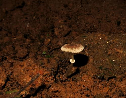 Lepiota praetervisa(保護色環柄菇)