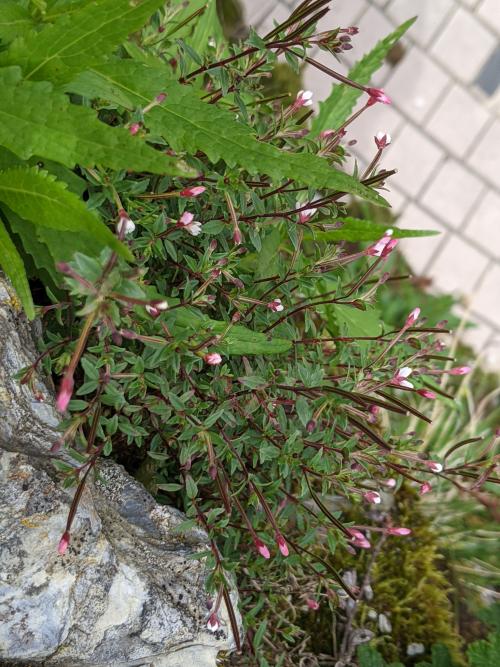 合歡柳葉菜 合歡柳葉菜