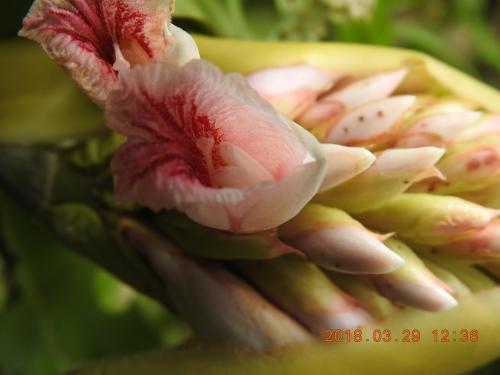 島田氏月桃 島田氏月桃