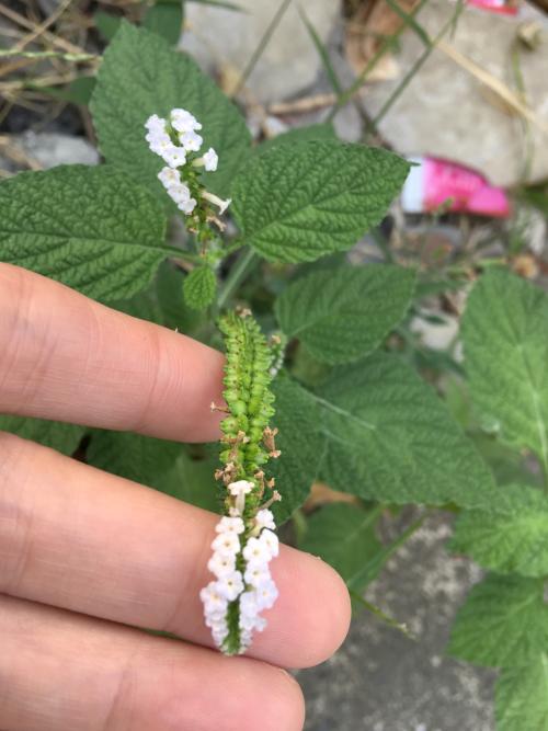 印度天芹菜
