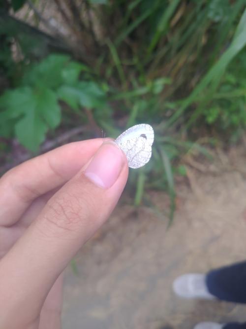 黑點粉蝶