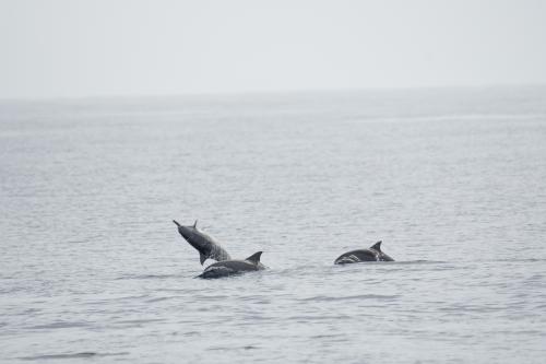 長吻飛旋海豚 長吻飛旋海豚